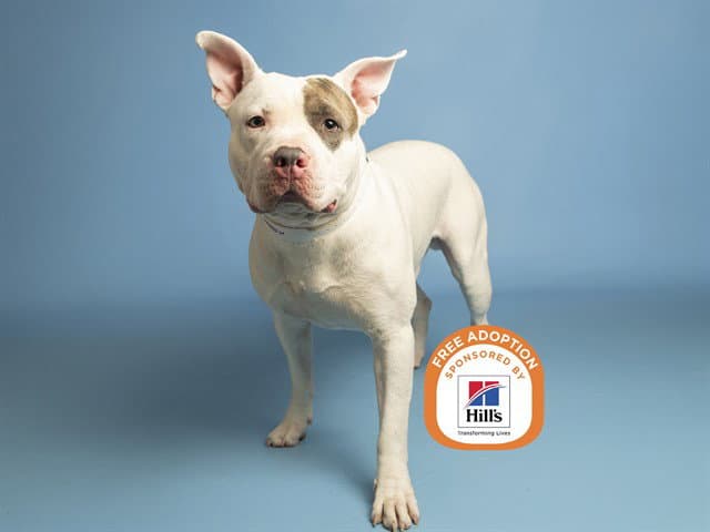 Riley - American Pit Bull Terrier