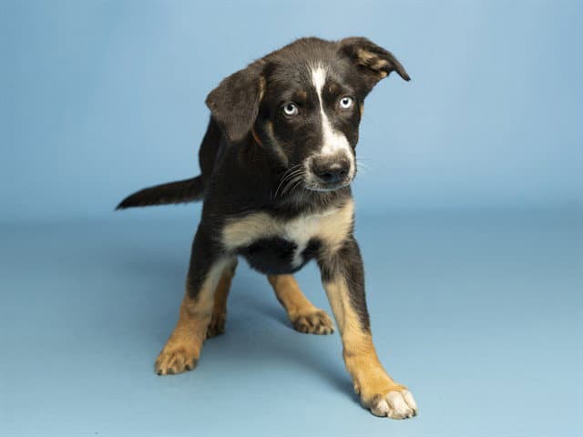 Pastel - Australian Cattle Dog/Blue Heeler