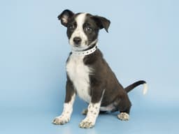 Tully image 1