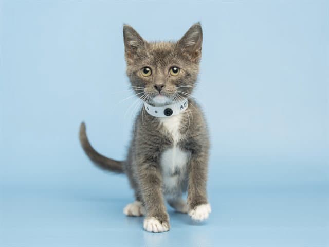 Mabel - Domestic Short Hair