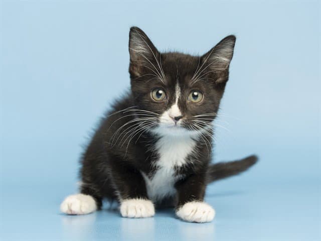 Socks - Domestic Short Hair