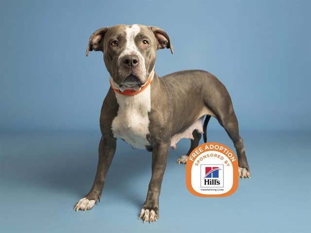 Ladybug - American Pit Bull Terrier