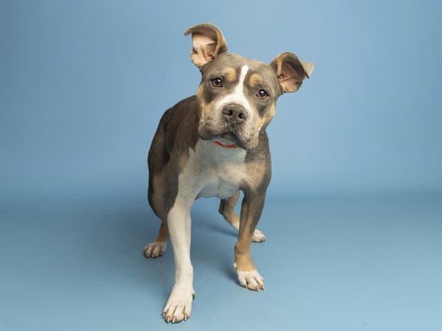 Lady - American Pit Bull Terrier