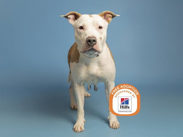 Millie - American Pit Bull Terrier