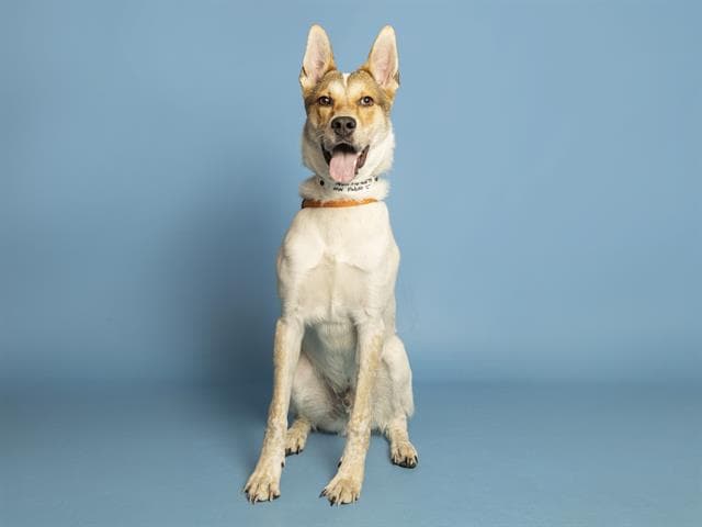 Pablo - Australian Cattle Dog/Blue Heeler