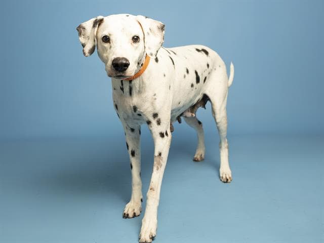 Zinnia - Dalmatian