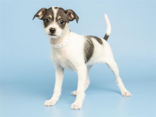 Skittles - Chihuahua