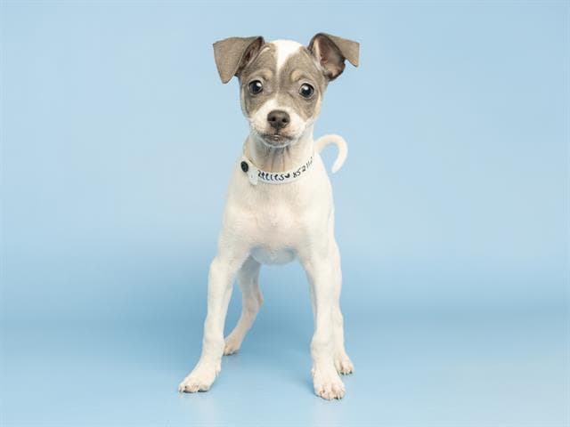 Reeces - Chihuahua