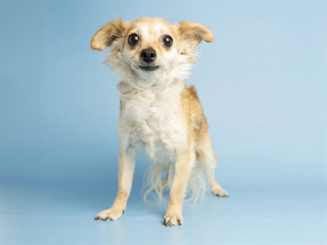 Lady - Chihuahua