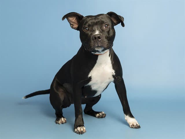 Olive - American Pit Bull Terrier