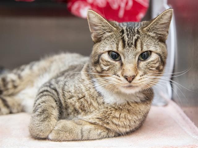 Cupid - Domestic Short Hair
