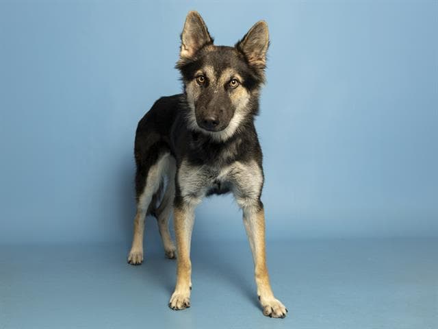 Alaska - Husky