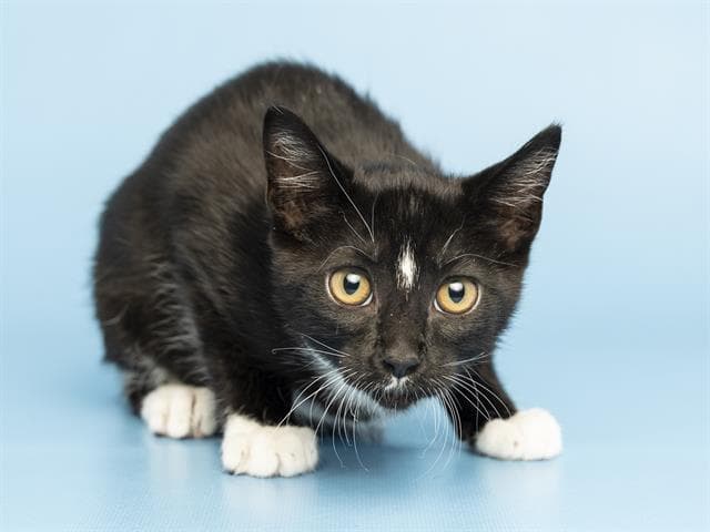 Wanda Vision - Domestic Short Hair