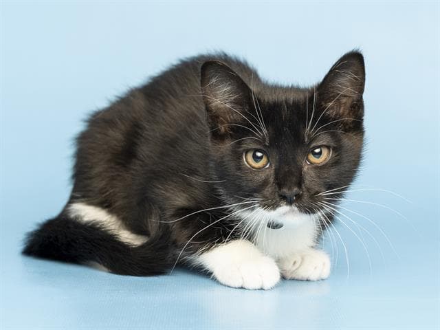 Baby Girl - Domestic Short Hair
