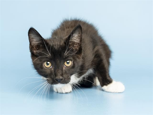 Phil - Domestic Short Hair