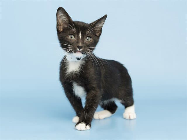 Ignacio - Domestic Short Hair
