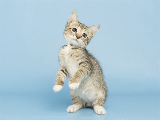 Igor - Domestic Short Hair