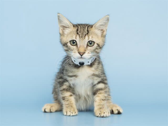 Ivy - Domestic Short Hair