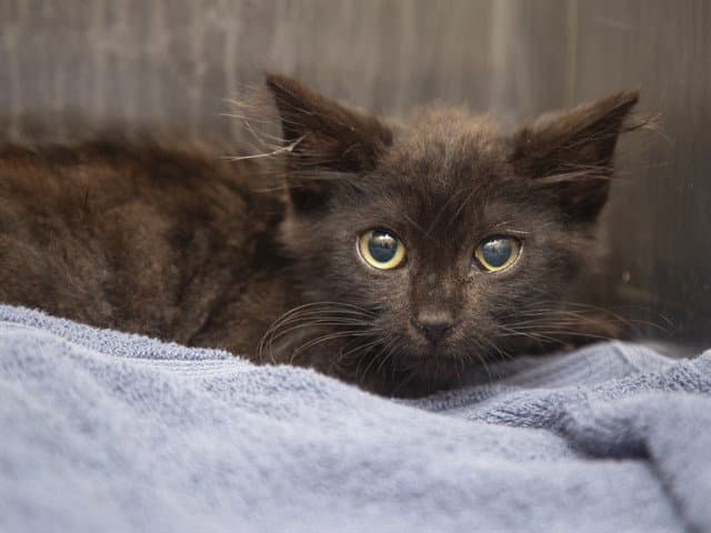 Jet - Domestic Medium Hair