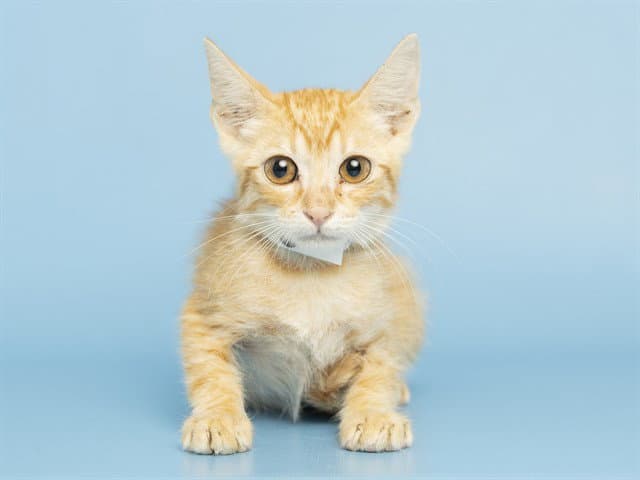 Chedder - Domestic Short Hair