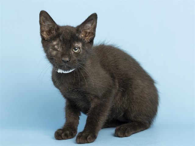Onyx - Domestic Short Hair