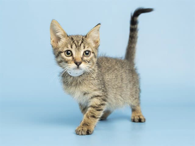 Teddy - Domestic Medium Hair