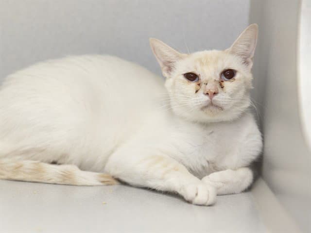 Chetney - Siamese