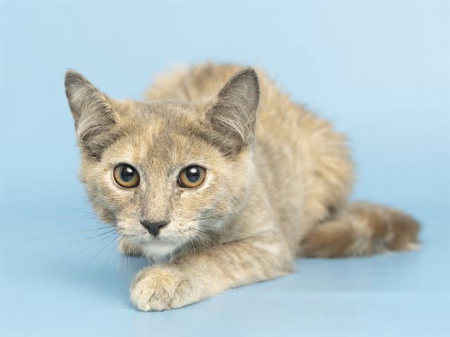 Butterscotch - Domestic Short Hair