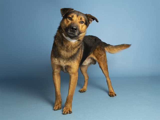 Walter - German Shepherd Dog