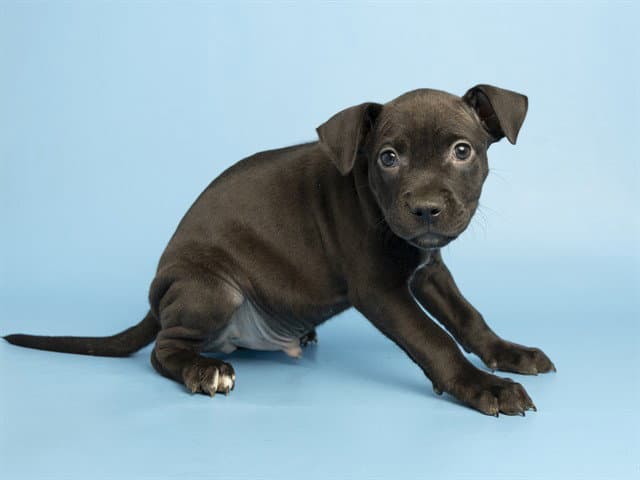 Cajun - American Pit Bull Terrier