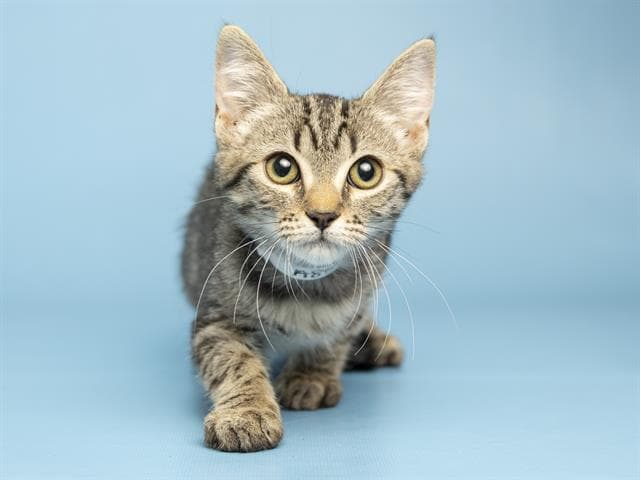 Mona - Domestic Short Hair