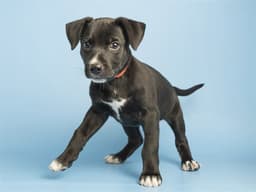 Sammy image 1