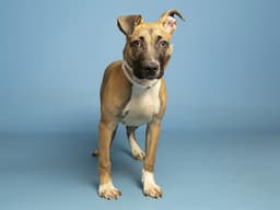 Rufus image 1