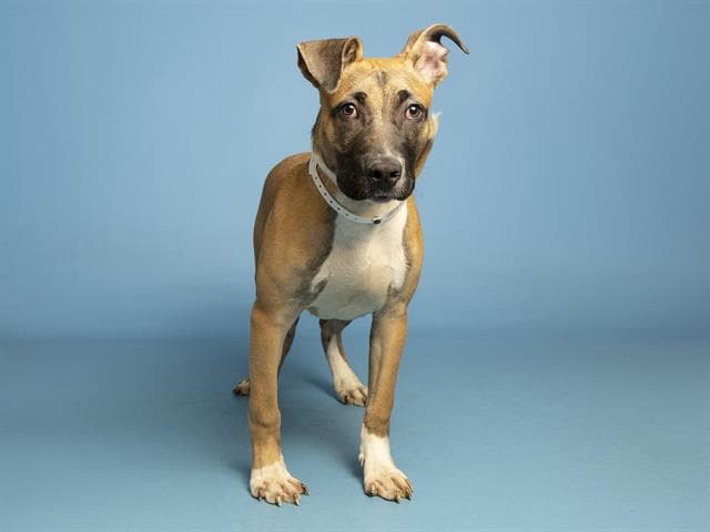 Rufus - American Pit Bull Terrier