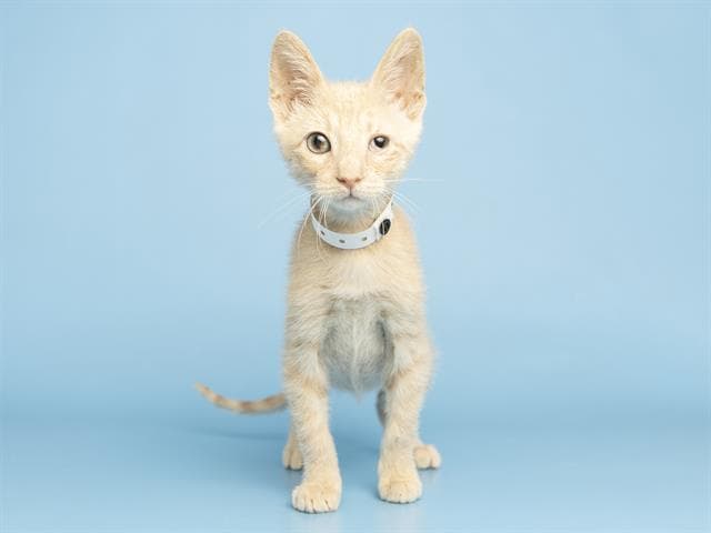 Piper - Domestic Short Hair