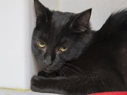 Dutchess image 1