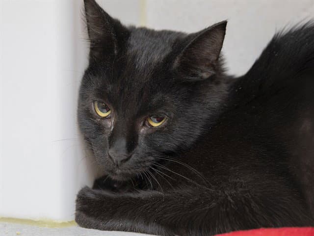 Dutchess - Domestic Short Hair