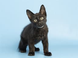 Cody image 1