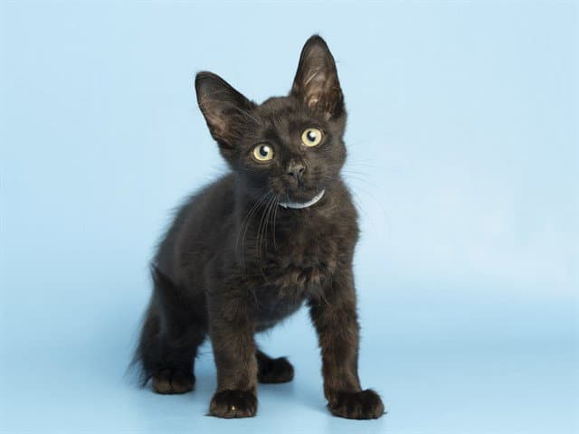 Cody - Domestic Short Hair