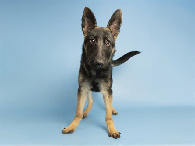 Joann - German Shepherd Dog