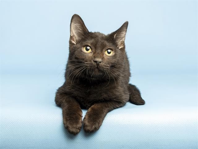 Sarah - Domestic Short Hair