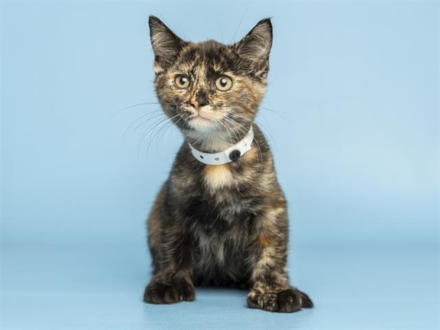 Rattles - Domestic Short Hair