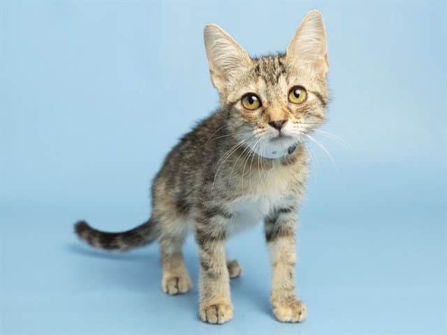 Roselyn - Domestic Short Hair