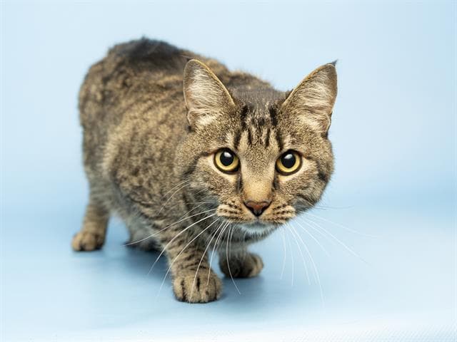 Scrappy - Domestic Short Hair