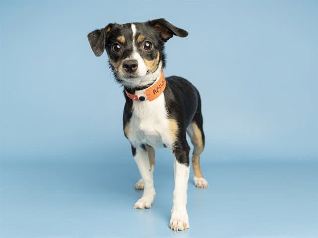 Sparky - Chihuahua