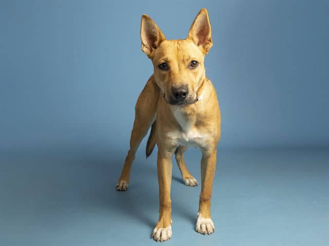 Lexi - German Shepherd Dog