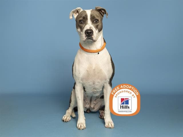 Luna - American Pit Bull Terrier