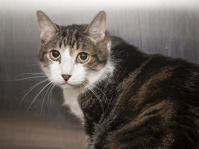 Ricky - Domestic Short Hair
