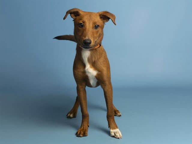 Fred Weasley - Podengo Portugueso