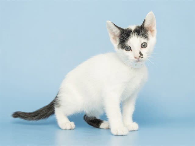 Ben - Domestic Short Hair